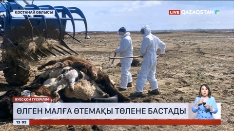 Қостанай облысында өлген малға өтемақы төлене бастады