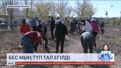 Қызылорда облысында бес мың түп тал егілді