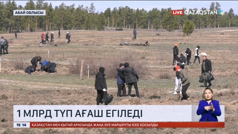 «Семей орманы» табиғи орман резерваты аумағында 25 мың көшет егілді