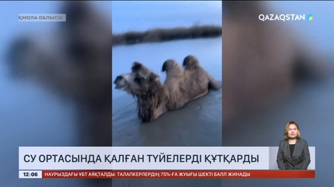 Ақмола облысында еріген қар суының ортасында қалып қойған түйелер құтқарылды