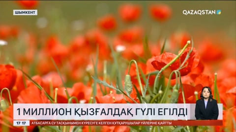 Шымкентте 1 млн түп қызғалдақ егілді