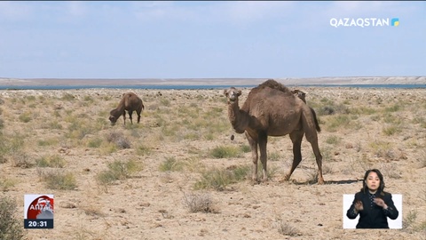 Қазақстанда қуаңшылық болу қаупі бар - эколог