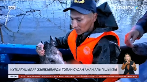 БҚО-да құтқарушылар жылқыларды топан судан аман алып шықты