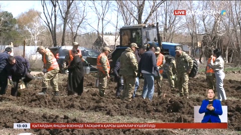 Қарағандыда өртенген орман алқабына 90 мың көшет егілді