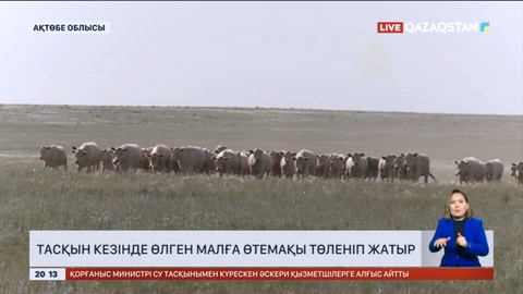 Ақтөбеде тасқын кезінде өлген малға өтемақы төленіп жатыр