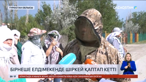 Түркістан облысының бірнеше елдімекенінде шіркей қаптап кетті