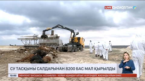 Су тасқыны салдарынан 8200 бас мал қырылды