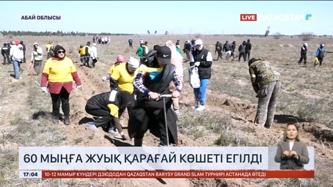 Абай облысында 60 мыңға жуық қарағай көшеті егілді