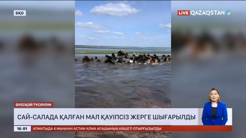 Батыс Қазақстан облысындағы сай-салада қалған мал қауіпсіз жерге шығарылды