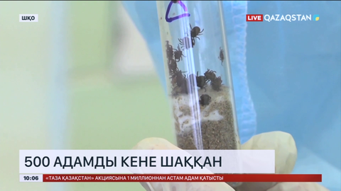 ШҚО-да 500-ге жуық адамды кене шаққан