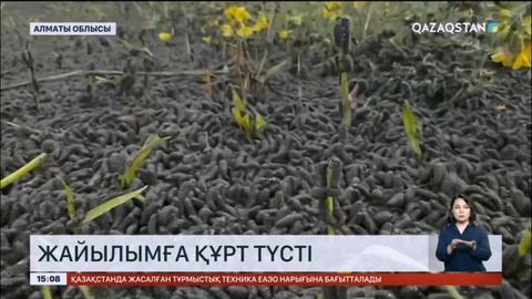 Алматы облысында жайылымға құрт түсті