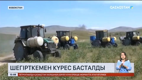 Өзбекстанда шегірткемен күрес басталды