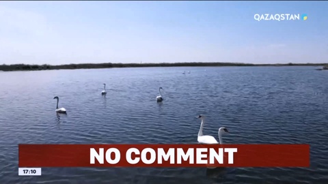 Түркістан облысына жыл құстары оралды