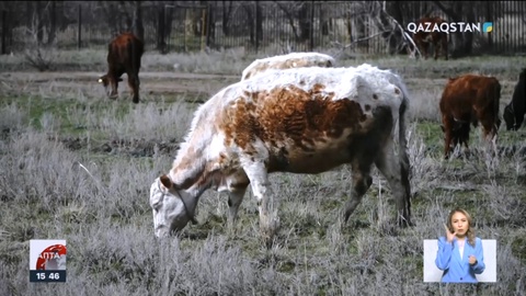 Ауыл халқы мал басын қалай түгендемек?