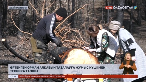 Семейде өртенген орман алқабын тазалауға жұмыс күші мен техника тапшы