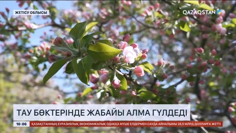 Жетісу облысында тау бөктерінде жабайы алма гүлдеді