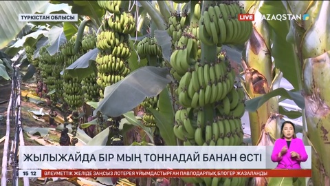 Түркістан облысында жылыжайда бір мың тоннадай банан өсті