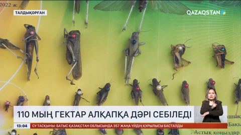 Жетісу облысының ауылшаруашылық алқаптарына шегіртке тектес зиянкестерден қауіп басым