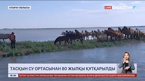 Атырау облысында тасқын су ортасынан 80 жылқы құтқарылды