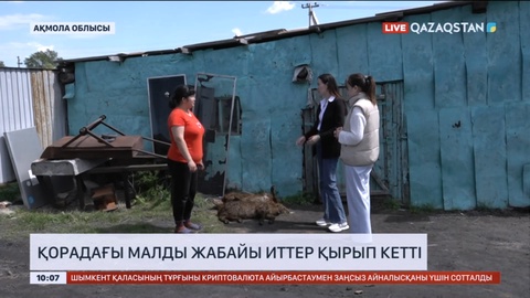 Ақмола облысында қорадағы малды жабайы иттер қырып кетті