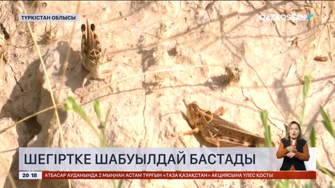 Биыл Түркістан облысында шегіртке 20 күнге ерте шыққан