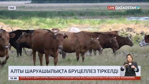 Солтүстік Қазақстанда 6 шаруашылықта бруцеллез тіркелді