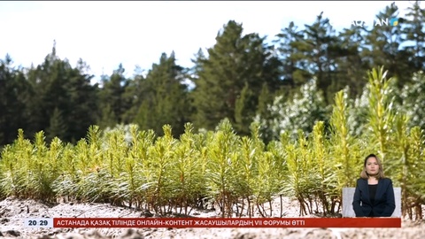 Абай облысында «Жасыл ел» еңбек жасағының кезекті маусымы басталды