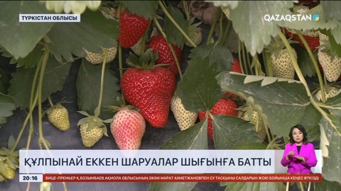 Түркістан облысында құлпынай еккен шаруалар шығынға батты