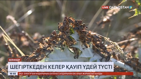 Елімізде шегірткеден келер қауіп үдей түсті