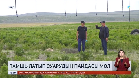 Шығыс Қазақстанда шаруалар тамшылатып суару әдісін кеңінен қолдана бастады