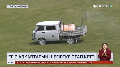 Түркістан облысында егіс алқаптарын шегіртке отап кетті