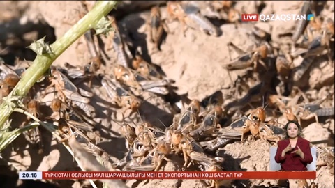 Шегірткемен күрес жалғасып жатыр