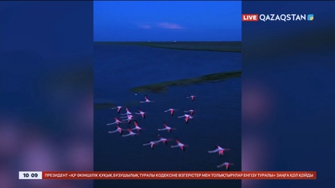 Ақмола облысында «Қызыл кітапқа» енген қызғылт қоқиқаз оралды