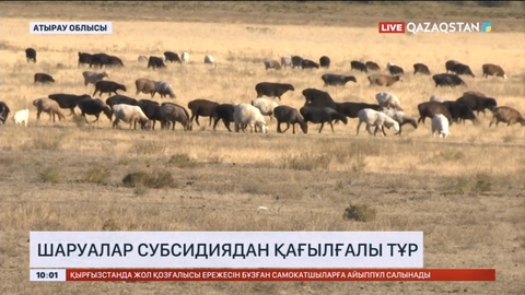 Атыраудағы шаруалар субсидиядан қағылғалы тұр