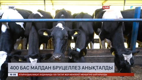Солтүстік Қазақстанда 400 бас малдан бруцеллез анықталды