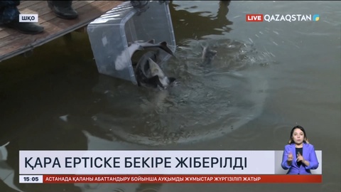 Қара Ертіске бекіре жіберілді