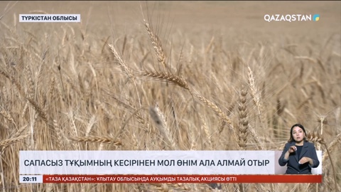 Түркістандық шаруалар сапасыз тұқымның кесірінен мол өнім ала алмай отыр