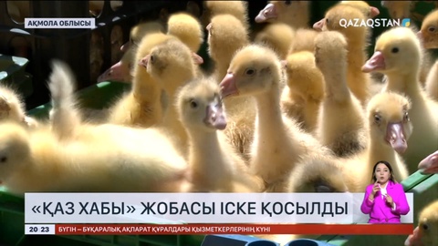 Ақмола облысында «Қаз хабы» жобасы іске қосылды