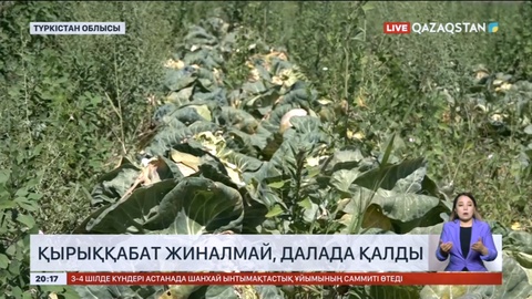 Жетісай ауданында егілген қырыққабат жиналмай, далада қалды