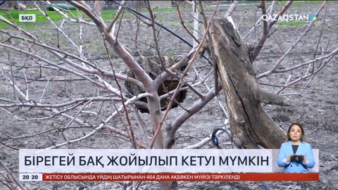 Батыс Қазақстан облысында бірегей бақ жойылудың алдында тұр