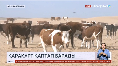 Атырау облысы Индер ауданында қарақұрт қаптап барады