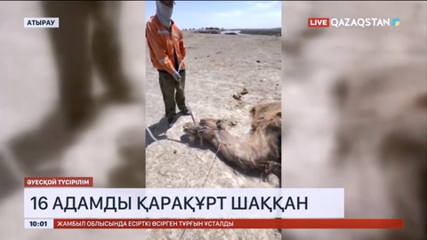 Атырау облысында 16 адамды қарақұрт шаққан