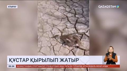 Атырауда құстар қырылып жатыр