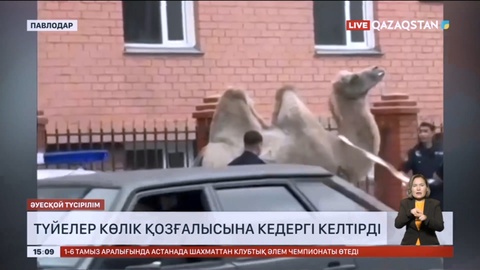 Павлодарда көшеге кіріп кеткен түйелер көлік қозғалысына кедергі келтірді