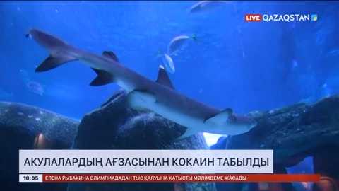 Бразилияда акулалардың ағзасынан кокаин табылды