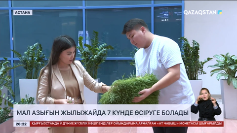 Мал азығын жылыжайда 7 күнде өсіруге болады