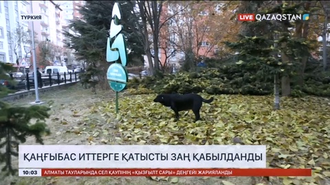 Түркияда қаңғыбас иттерге қатысты заң қабылданды