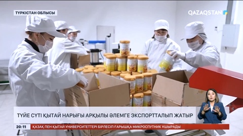 Түйе сүті Қытай нарығы арқылы әлемге экспортталып жатыр