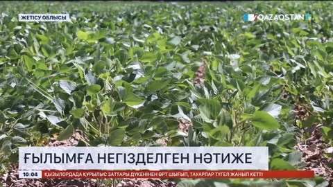 Жетісу облысында стратегиялық маңызға ие негізгі төрт дақыл өсіріледі