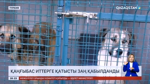 Түркияда қаңғыбас ит-мысықтарға қатысты заң қабылданды